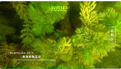 保護生物多樣性<a href=http://m.zfojg.cn target=_blank class=infotextkey><a href=http://m.zfojg.cn target=_blank class=infotextkey>雙良</a>環(huán)境</a>在行動！