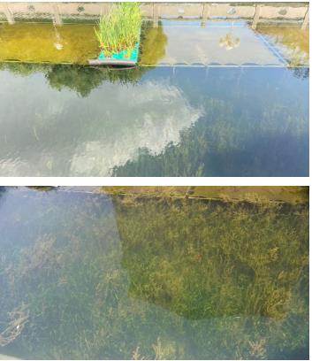 水華形成的相關特征
