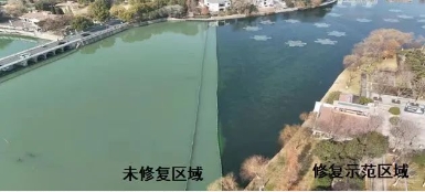媒體聚焦｜修復水生態(tài)，波葉海菜花現(xiàn)身南京江寧